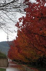 Canberra in Autumn